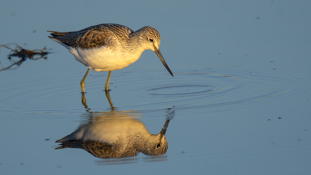 Common Greenshank